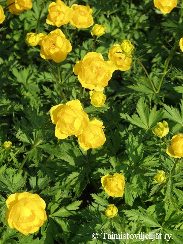 Trollius Cultorum-Ryhm 'Earliest of All'